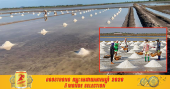 កសិករធ្វើអំបិលកំពត-កែប កំពុងប្រមូលផលបណ្ដើរៗហើយដោយទទួលបានទិន្នផល និងតម្លៃល្អប្រសើរ