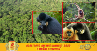 សត្វទោចថ្ពាល់លឿង ក្នុងសហគមន៍អេកូទេសចរណ៍ធម្មជាតិមួយកន្លែងនៅខេត្តមណ្ឌលគិរី កំពុងទទួលបានការចាប់អារម្មណ៍ពីភ្ញៀវទេសចរ