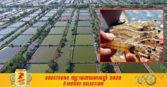 ឥណ្ឌូនេស៊ី កំណត់គោលដៅដើម្បីក្លាយជាប្រទេសដែលផលិតបង្គារធំជាងគេបំផុតក្នុងពិភពលោក