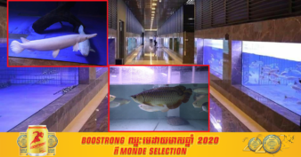 កសិដ្ឋានចិញ្ចឹមត្រីលម្អមួយកន្លែង គ្រោងនាំចេញត្រីប៉ុន្មានប្រភេទនេះទៅកាន់ប្រទេសចិន