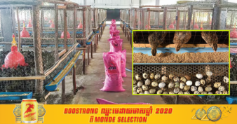 កសិករម្នាក់ ប្រកបរបរចិញ្ចឹមសត្វមួយប្រភេទនេះអាចរកចំណូលបានចាប់ពី ៤០០ដុល្លារ ទៅ ៦០០ដុល្លារក្នុងមួយខែ