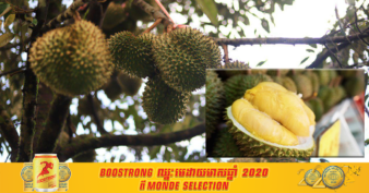 មជ្ឈដ្ឋានទូទៅ ចាត់ទុកទុរេនកំពតជាប់ចំណាត់ថ្នាក់លេខ១ និងជាដំណាំ​មួយប្រកប​ដោយ​ស​ក្តានុពលរបស់ខេត្តកំពត