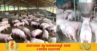 ខេត្តកំពង់ស្ពឺ ជាប់លេខ ១ ក្នុងការចិញ្ចឹមជ្រូកយកសាច់ ហើយអាចផ្គត់ផ្គង់តម្រូវការទីផ្សារទាំងក្នុងខេត្ដ និងអាចនាំចេញទៅរាជធានី-ខេត្ដផ្សេងទៀត