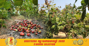 កសិករដាំស្វាយចន្ទីអំពាវដល់អាជ្ញាធរជួយរកទីផ្សារឲ្យមានតម្លៃខ្ពស់ ខណៈដែលដំណាំស្វាយចន្ទីឆ្នាំនេះ មានទិន្នផលខ្ពស់ជាងឆ្នាំមុន