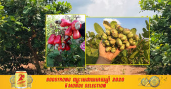 ម្ចាស់ចំការស្វាយចន្ទីជាង ៣០ហិកតា ចែកបទពិសោធន៍ជាប់ខ្លួនជាង ១៥ឆ្នាំ ក្នុងការដាំដុះដើម្បីទទួលបានទិន្នផលខ្ពស់