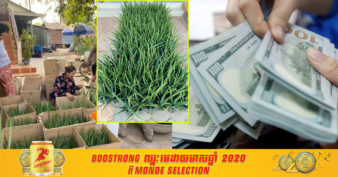 កសិករខេត្តសៀមរាប ដាំតែប្រទាលកន្ទុយក្រពើ អាចរកចំណូលបានពី ១ពាន់ដុល្លារដល់ទៅ ៤ពាន់ដុល្លារក្នុងមួយខែ