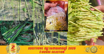 កសិករនៅខេត្តមួយ ដំបូងឡើយកែច្នៃទំពាំងឫស្សីធ្វើជាអាហារត្រៀមបង្ការ តែក្រោយមកក៏មានការបញ្ជាទិញហើយលក់ទៅកាន់ទីផ្សារ