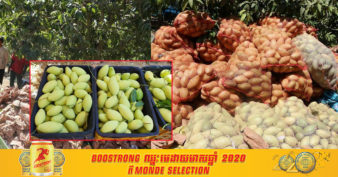 ក្រសួងកសិកម្ម បញ្ជាក់ថា មានមូលហេតុពីរយ៉ាង ដែលបណ្ដាលឲ្យតម្លៃស្វាយនារដូវនេះធ្លាក់ចុះ