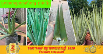 មានដីកុំទុកឱ្យទំនេរចោល! សាកល្បងដាំប្រទាលកន្ទុយក្រពើយក្ស ងាយស្រួលដាំ ឆាប់បានផល ពិសេសលក់បានតម្លៃល្អ ហើយស្រួលរកទីផ្សារទៀត