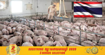 ថៃ ត្រូវប៉ាន់ខ្លាំងក្នុងការនាំចេញជ្រូករស់ និងសាច់ ទៅប្រទេសជិតខាង ដោយសារមូលហេតុមួយនេះ