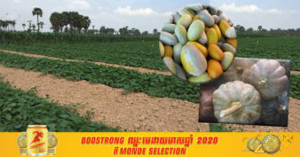 កសិករខេត្តសៀមរាប ជ្រើសរើសការដាំដំណាំកសិកម្មតាមវិធីនេះ ធ្វើឲ្យដំណាំរីកលូតលាស់ល្អ ទទួលបានទិន្នផលច្រើន ហើយលក់បានតម្លៃថ្លៃទៀត