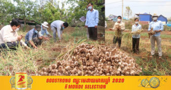 កសិករនៅខេត្តមួយ ជោគជ័យលើការដាំដំណាំខ្ទឹមស និងទទួលទិន្នផលច្រើន ហើយលក់បានថ្លៃទៀត