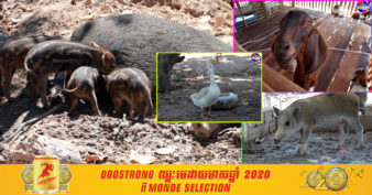 ល្អមែនទែន! ស្រុកបន្ទាយស្រី កំពុងជំរុញការចិញ្ចឹមសត្វដើម្បីលើកកម្ពស់ជីវភាព និងបង្កើតឱ្យមានសាច់ប្រចាំតំបន់