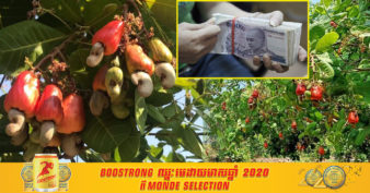 កសិករស្រុកស្រីស្នំ សប្បាយចិត្ត ញញឹមបិទមាត់មិនជិត ខណៈដែលដំណាំស្វាយចន្ទីមានតម្លៃខ្ពស់ជាងឆ្នាំមុន