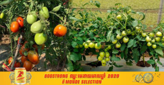 មកស្គាល់ ពូជប៉េងប៉ោះមួយប្រភេទ ដែលផ្តល់ទិន្នផលខ្ពស់ ហើយធន់ទ្រាំនឹងលក្ខខណ្ឌអាកាសធាតុនៅកម្ពុជា