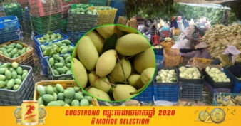 គំនិតល្អ! ស្វាយចុះថោក ជន់ជោរពេញទឹកពេញដី សហគមន៍កសិកម្មសាមគ្គីតំបែរខេត្តត្បូងឃ្មុំ កំពុងសិក្សាលទ្ធភាពកែច្នៃផ្លែស្វាយធ្វើស្រា និងទឹកខ្មេះ ប្រសើរជាងចាក់ចោល