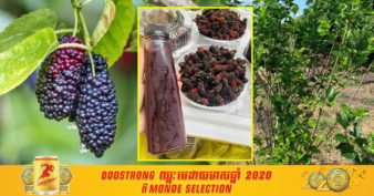 ផ្លែមនកំពុងត្រូវប៉ាន់នៅបាត់ដំបង ធ្វើឲ្យកសិករក្នុងខេត្ត ងាកមកដាំដំណាំនេះ ដើម្បីឆ្លើយតបទៅនឹងតម្រូវការទីផ្សារ