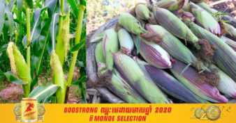 អ្នកដាំពោត មិនគួររំលង! កសិករដាំពោតផ្អែម នៅខេត្តសៀមរាបបង្ហាញវិធីសាស្ត្រដាំដុះទទួលបានទិន្នផលខ្ពស់