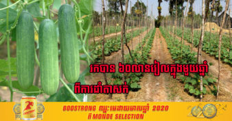 ដំណាំតាសក់របស់កសិករគំរូនៅខេត្តស្វាយរៀង អាចរកចំណូលបាន ៦០លានរៀលក្នុងមួយឆ្នាំ ជួយដល់ជីវភាពកាន់តែប្រសើរ