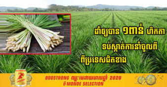 ល្អមែនទែន! សហគមន៍កសិកម្មមានជ័យស្នួលទ្រេត គ្រោងដាំស្លឹកគ្រៃពូជភ្លុកដំរីឱ្យបាន ១០០០ហិកតា ដើម្បីទប់ស្កាត់ការនាំចូលពីប្រទេសជិតខាង