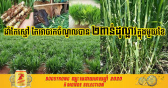 របរថ្មីចែស! ដាំស្មៅអ៉ីស្រាអែល និងស្មៅស៊ុបព័រនេពា អាចរកចំណូលបាន ២០០០ដុល្លារក្នុងមួយខែ