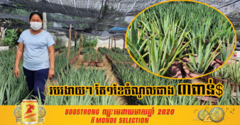 ឃើញរបរតូចតាចកុំមើលស្រាល! កសិករម្នាក់នៅសៀមរាប រកចំណូលបានជាង  ៣ពាន់ដុល្លារក្នុងមួយខែ ពីរបរដាំប្រទាលកន្ទុយក្រពើ