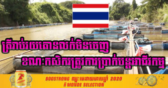 កសិករចិញ្ចឹមត្រីនៅប្រទេសថៃ ទទូចឱ្យរដ្ឋាភិបាលជួយពួកគេ ខណៈត្រីរាប់់រយតោនលក់មិនចេញ