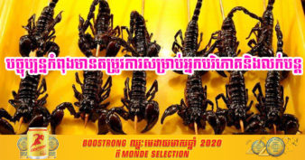 កសិករខេត្តសៀមរាបគ្រោងបង្កើតកសិដ្ឋានចិញ្ចឹមសត្វខ្យាដំរី បើសិនមានតម្រូវការទីផ្សារកាន់តែខ្ពស់