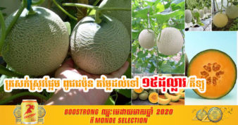 មកស្គាល់ដំណាំមួយប្រភេទ ដាំនៅស្រុកឈូកខេត្តកំពត កំពុងទទួលបានការគាំទ្រខ្លាំងពីអតិថិជន