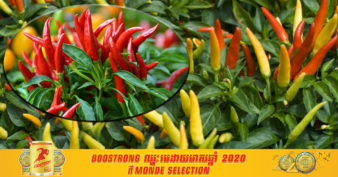 ដំណាំម្ទេស ងាយស្រួលដាំហើយមានតម្រូវការទីផ្សារខ្ពស់ រកចំណូលបានច្រើនមិនចាញ់ដំណាំផ្សេងៗឡើយ