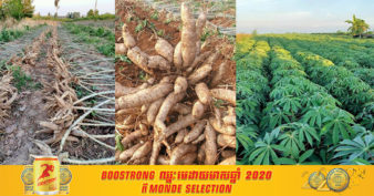 ដំឡូងមីស្រស់ក្នុងខេត្តមួយនេះ កំពុងទទួលបានទិន្នផលល្អក្នុងឆ្នាំនេះ ហើយតម្លៃទីផ្សារវិញក៏ខ្ពស់ជាងឆ្នាំទៅ