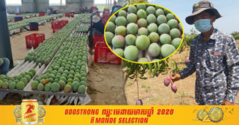 មិនធម្មតា! ក្រុមហ៊ុនមួយនៅស្ទឹងត្រែង នាំចេញផលិតផលស្វាយចំនួន ៣ប្រភេទទៅកាន់ទីផ្សារចិន ដាក់លក់នៅតាមម៉ាតជាង ២០០០កន្លែង