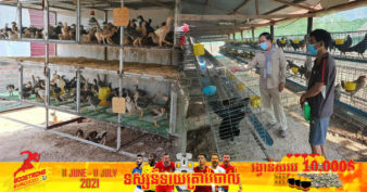 មុខរបរភ្ញាស់មាន់យកកូនលក់ នៅតែផ្ទះក៏អាចចាប់អាជីពបានដែរ ហើយមួយខែៗលក់កូនមាន់បានរាប់ពាន់ក្បាល