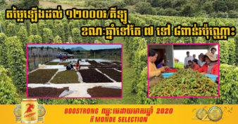 កសិករដាំម្រេច នៅស្រុកមេមត់ ខេត្តត្បូងឃ្មុំ មានសង្ឃឹមឡើងវិញ ដោយសារតែតម្លៃម្រេចកាន់តែឡើងថ្លៃ