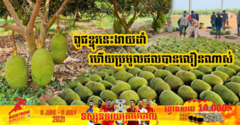 មកស្គាល់ខ្នុរ ១ប្រភេទ កំពុងមានទីផ្សារខ្លាំង ទាំងក្នុងស្រុក និងនាំចេញទៅកាន់ប្រទេសចិន