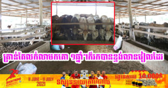 ផ្ដើមចេញពីគោ ៧ក្បាល បច្ចុប្បន្នកសិដ្ឋានចិញ្ចឹមគោមួយកន្លែងនៅត្បូងឃ្មុំជោគជ័យខ្លាំង ដោយសាររឿងទាំងនេះ