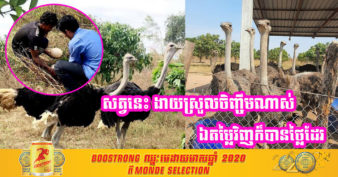 ឱកាសល្អ! អ្នកចិញ្ចឹមសត្វអូទ្រីសក្នុងខេត្តកំពង់ស្ពឺ ចែករំលែកបទពិសោធន៍ក្នុងការចិញ្ចឹមដោយឥតគិតថ្លៃ ខណៈសត្វប្រភេទនេះកំពុងមានទីផ្សារ និងងាយស្រួលចិញ្ចឹម