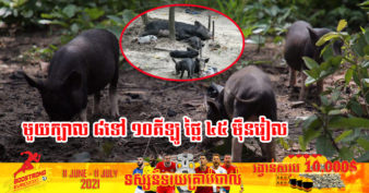 ជ្រូកខ្វៃនៅភ្នំគូលែន កំពុងមានទីផ្សារខ្ពស់មិនចាញ់ជ្រូកដទៃ ចង់ដឹងអត់ តើហេតុអ្វី បានជាជ្រូកខ្វៃនៅភ្នំគូលែន ពិសេស?