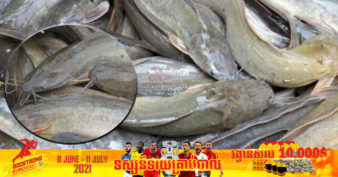 កសិករខេត្តមណ្ឌលគិរី កំពុងបង្កាត់ពូជត្រីអណ្ដែងមួយប្រភេទមានតម្លៃថ្លៃជាងត្រីអណ្ដែងធម្មតា ដើម្បីផ្គត់ផ្គង់ទីផ្សារ