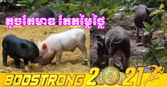 ជ្រូកកណ្តុររបស់ជនជាតិដើមភាគតិច កំពុងត្រូវប៉ាន់ខ្លាំង ឯតម្លៃវិញខ្វៃរួចពីជាង ៥០ម៉ឺន ទៅជិត៨០ ម៉ឺនរៀលឯណោះក្នុង ១ក្បាល