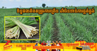 មិនធម្មតាទើបចាប់ផ្ដើមដាំ ២ខែសោះ កសិករខេត្តសៀមរាបគ្រោងពង្រីកការដាំស្លឹកគ្រៃឱ្យបាន ១០០ហិកតាដើម្បីកែច្នៃសម្រាប់ផ្គត់ផ្គង់ក្នុងស្រុក និងការនាំចេញ