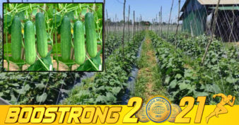 មានដីទំនេរកុំទុកចោល កសិករខេត្តបាត់ដំបង ណែនាំឱ្យដាំត្រសក់ទ្រើង ប្រើពេលតែ ៣០ថ្ងៃទទួលបានផល ផ្ដល់ចំណូលបន្ថែមក្រៅពីការធ្វើស្រែ