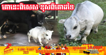 សត្វគោតឿឈ្មោះ «Rani» ដែលម្ចាស់ថាជាគោតូចជាងគេបំផុតលើលោក កំពុងទាញយកការចាប់អារម្មណ៍ពីមនុស្សជាច្រើនជាពិសេសអ្នកទេសចរ