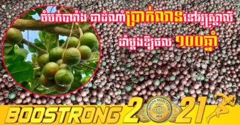 មិនធម្មតាទេ! កសិករខេត្តមណ្ឌលគិរីជោគជ័យលើការដាំដំណាំកសិឧស្សាហកម្មចំបក់បារាំង សម្រាប់នាំចេញទៅចិន