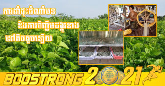 កម្ពុជាបង្កើនផលិតកម្មដំណាំមន និងចិញ្ចឹមដង្កូវនាងសម្រាប់ផលិតសូត្រ ដើម្បីផ្គត់ផ្គង់តម្រូវការទីផ្សារដែលកំពុងកើនឡើង និងកាត់បន្ថយការនាំចូល