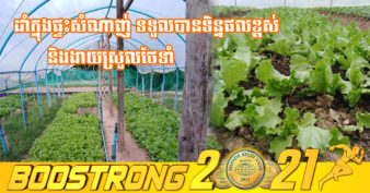 ព្យាយាមគង់បានសម្រេច! កសិករខេត្តសៀមរាប ជោគជ័យលើការដាំសាលាដ៏អឺរ៉ុបក្នុងផ្ទះសំណាញ់ ខណៈពេលដាំដំបូងប្រពន្ធថា ដាំឱ្យអ្នកណាហូប មុខជាលក់មិនដាច់ទេ