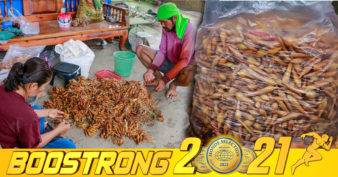 មើមខ្ជាយ កំពុងជួយឱ្យកសិករថៃ​រកចំណូលបានច្រើន ដោយសារបច្ចុប្បន្នតម្រូវការដំណាំនេះកើនឡើង បន្ទាប់ពីត្រូវបានយកទៅចម្រាញ់ជាឱសថព្យាបាលជំងឺកូវីដ១៩