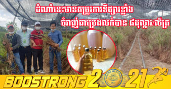 ឡូយណាស់! កសិករខ្មែរក្នុងខេត្តមួយនេះ ដាំស្លឹកគ្រៃប្រេងសម្រាប់នាំចេញទៅចិន និងបារាំង ប្រើពូជតែ ១តោន ប្រមូលផលបានពី ៨០ ទៅ១២០ តោនក្នុង ១ឆ្នាំ