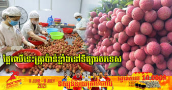 មិនធម្មតា! ខេត្តមួយរបស់វៀតណាម កើបលុយជិត ៣០០លានដុល្លារពីដំណាំគូលែនក្នុងរដូវប្រមូលផលនៃឆ្នាំ២០២១ នេះ