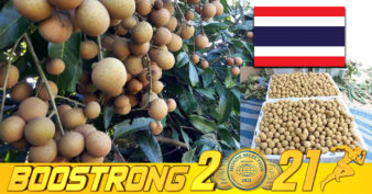 ចិន ដាក់បំរាមហាមឃាត់ការនាំចូលគ្មានកំណត់លើផ្លែមៀនរបស់ប្រទេសថៃ ដោយសារការចម្លងមេរោគ ជាមួយសត្វល្អិតចង្រៃ